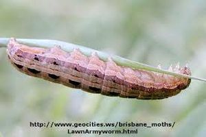 uploads/images/pest/paddy caterpillar.jpg